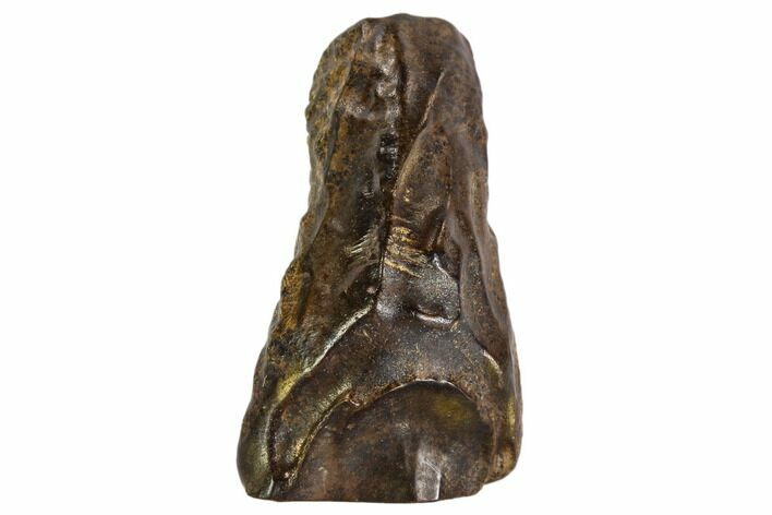 Triceratops Shed Tooth - Montana #109080